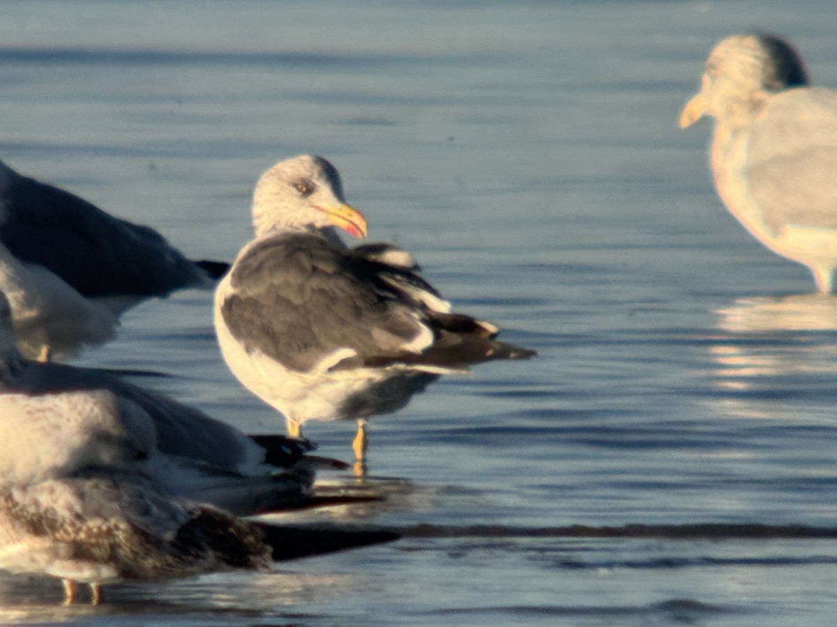 Heringsmöwe - ML644032606