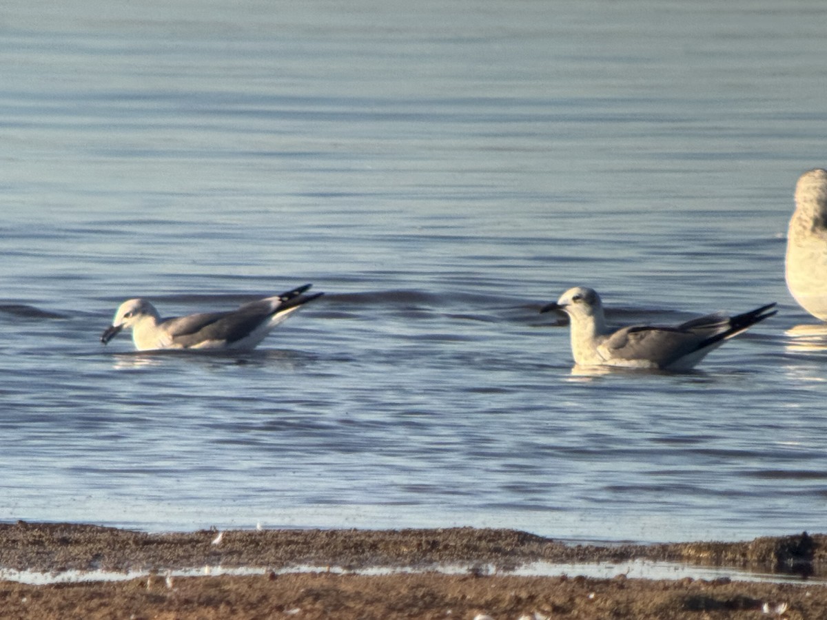 Aztekenmöwe - ML644032608