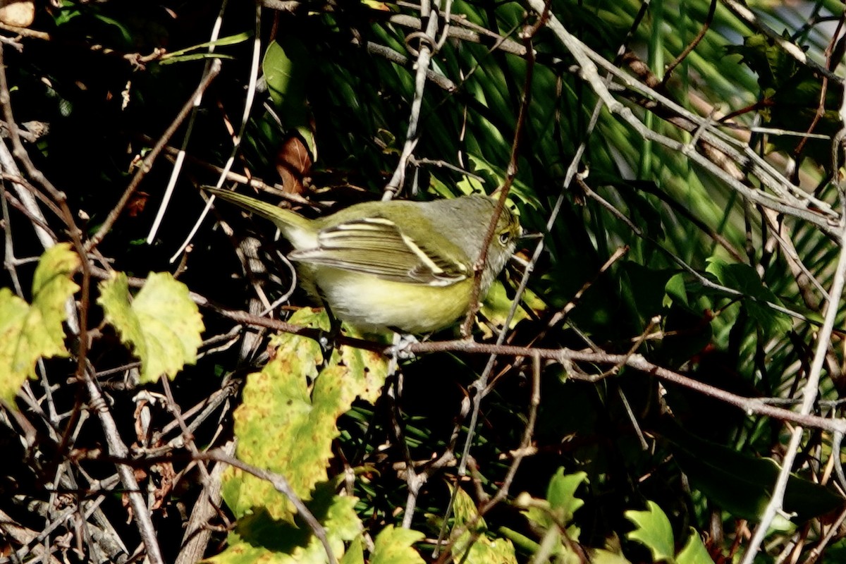 Viréo aux yeux blancs - ML644032616
