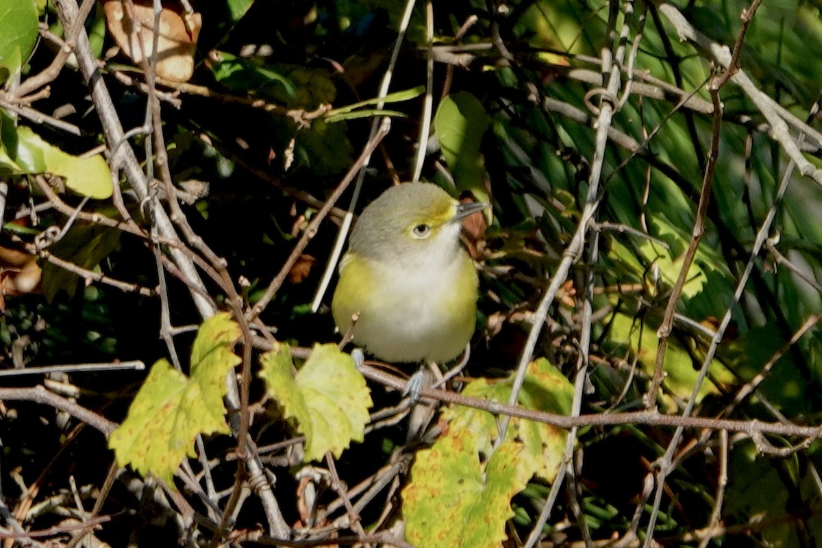 Viréo aux yeux blancs - ML644032618