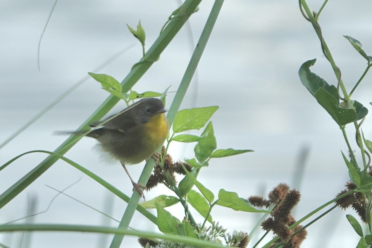 Paruline masquée - ML644032641