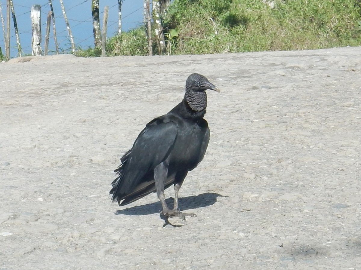 Black Vulture - ML644032653