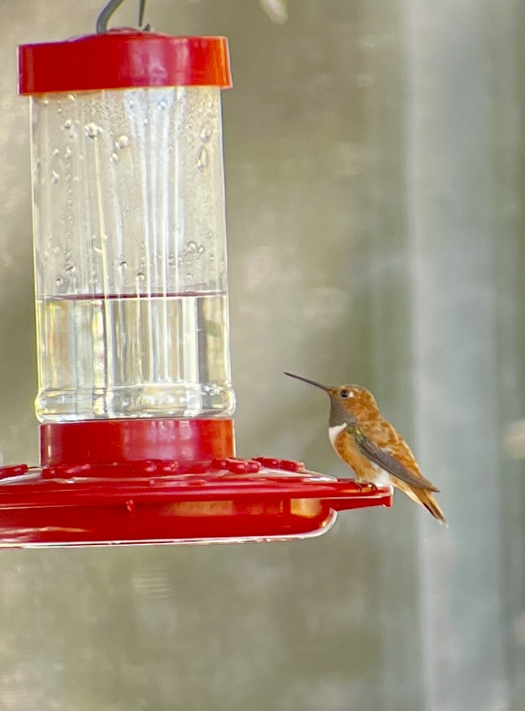 Rufous Hummingbird - ML644032654
