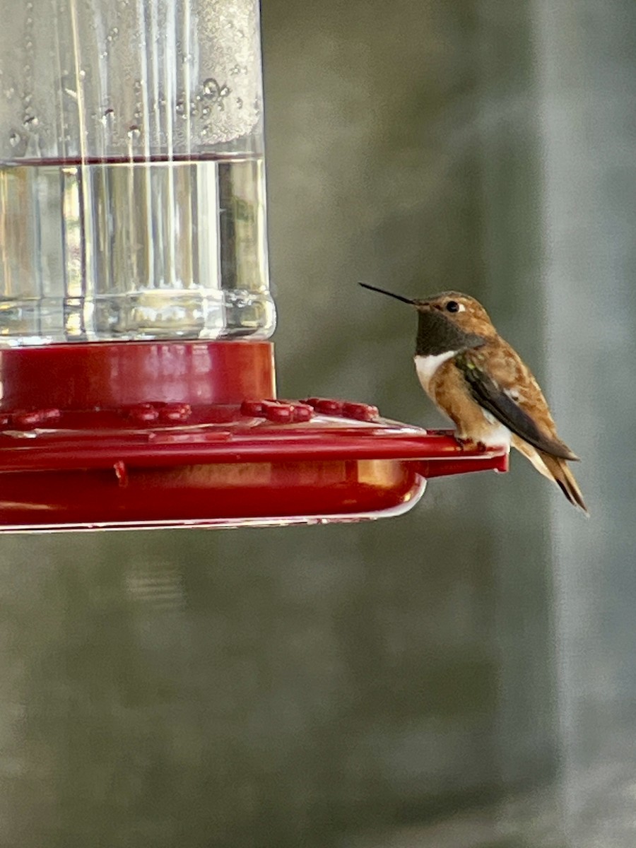 Rufous Hummingbird - ML644032655