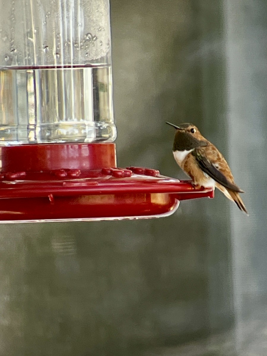 Rufous Hummingbird - ML644032656