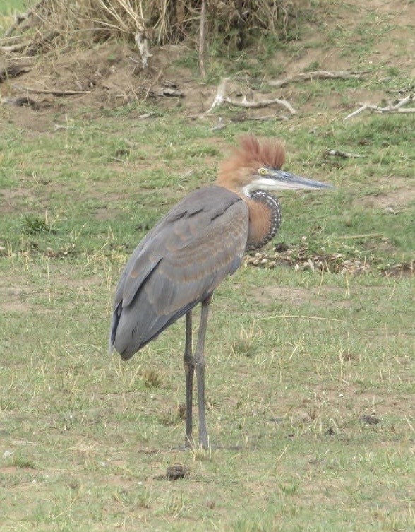 Goliath Heron - ML644032678