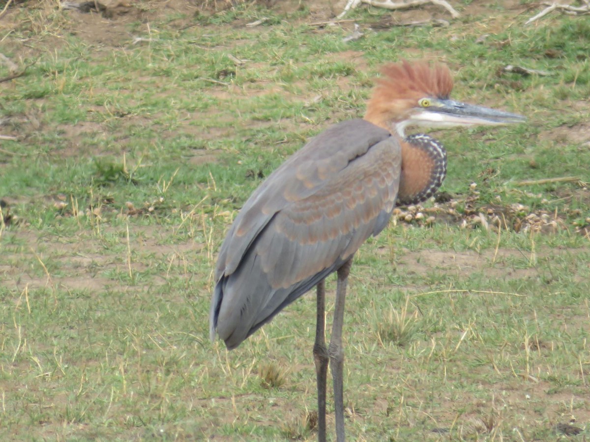 Goliath Heron - ML644032679
