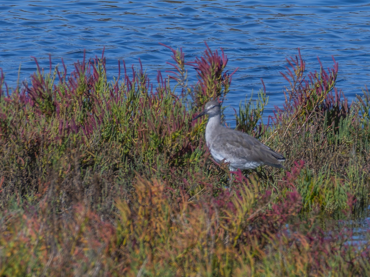 Willet - ML644032690