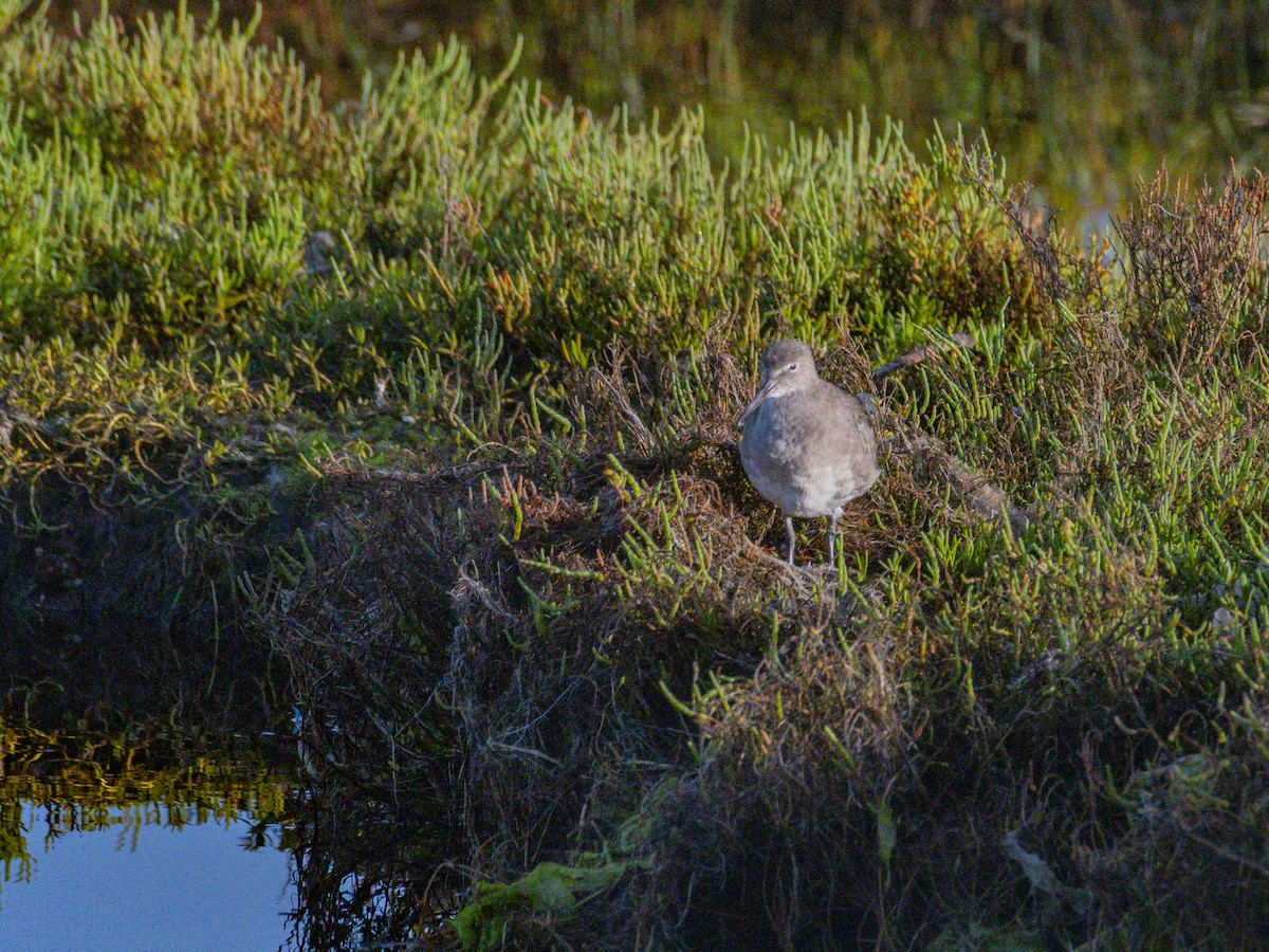 Willet - ML644032691