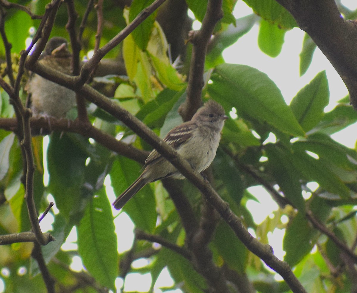 Yellow-bellied Elaenia - ML644032701