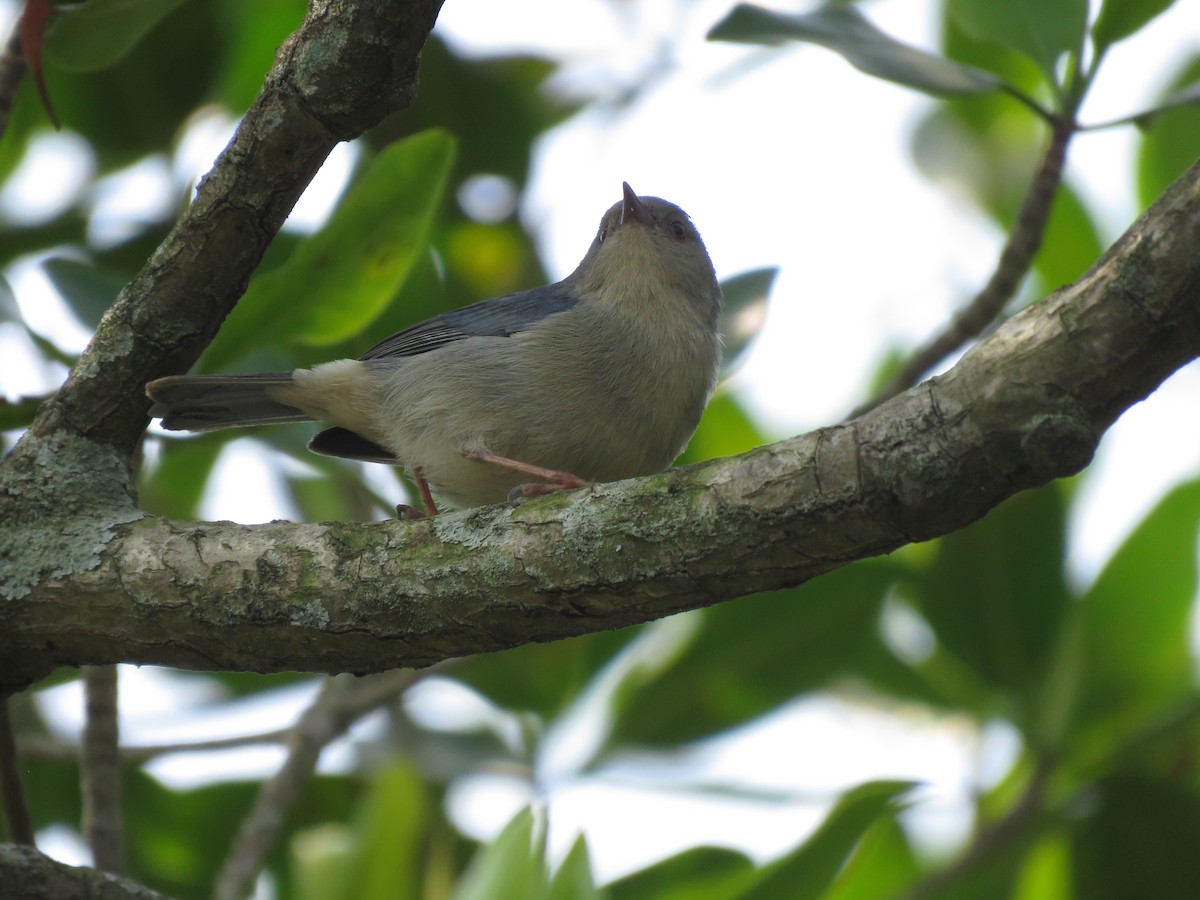 Bicolored Conebill - ML644032712