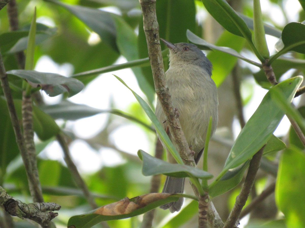 Bicolored Conebill - ML644032713