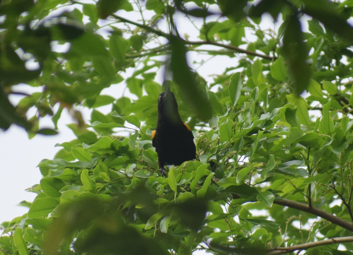 カワリムクドリモドキ（pyrrhopterus グループ） - ML644032728