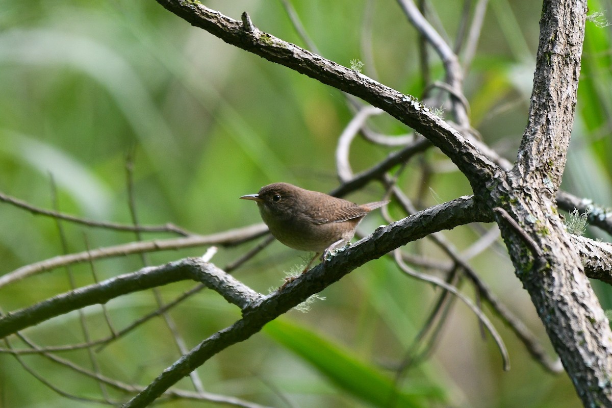 Northern House Wren (Northern) - ML644032744