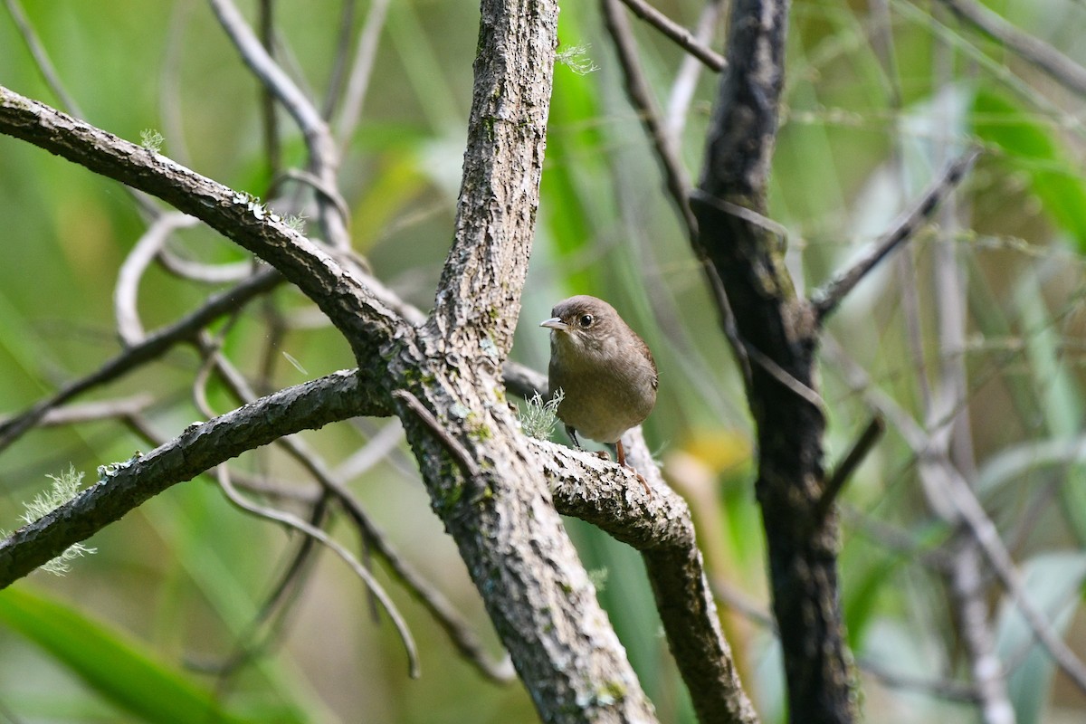 Northern House Wren (Northern) - ML644032745