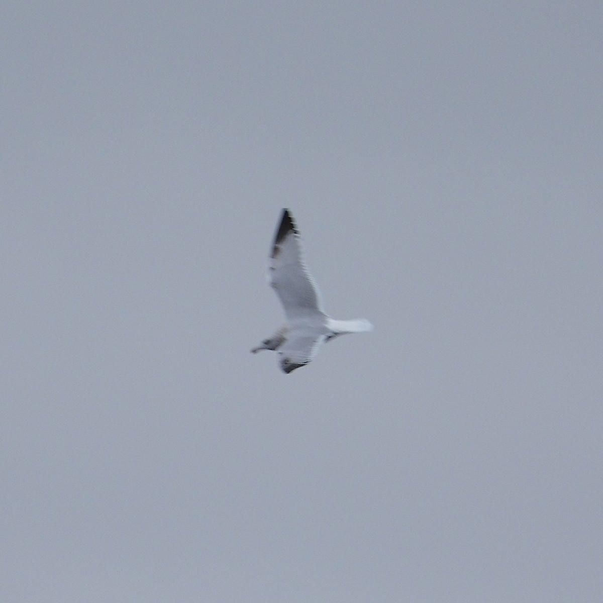 American Herring Gull - ML644032746