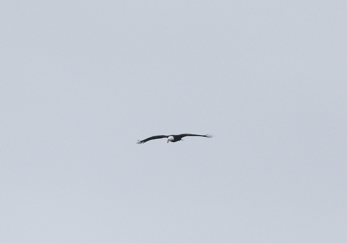 hvithodehavørn - ML644032762