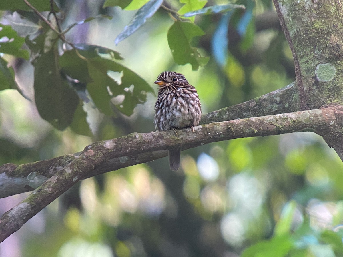 Semicollared Puffbird - ML644032765