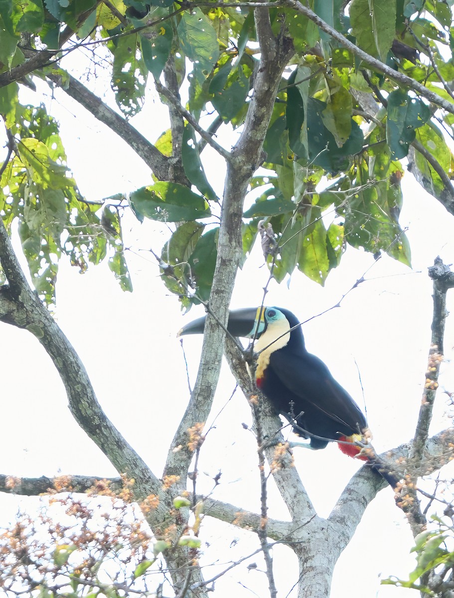 White-throated Toucan - ML644032766