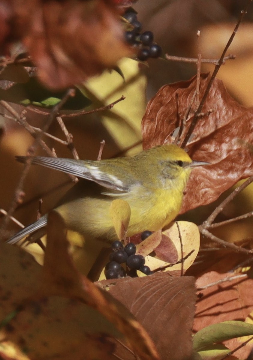 Blue-winged Warbler - ML644032774
