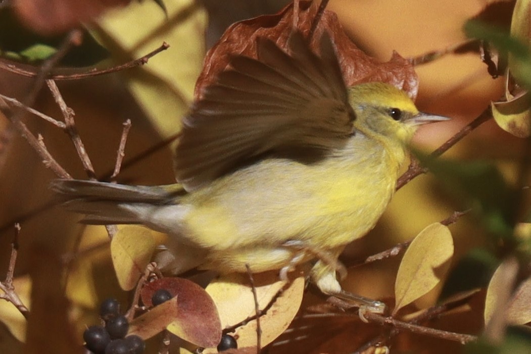 Blue-winged Warbler - ML644032775