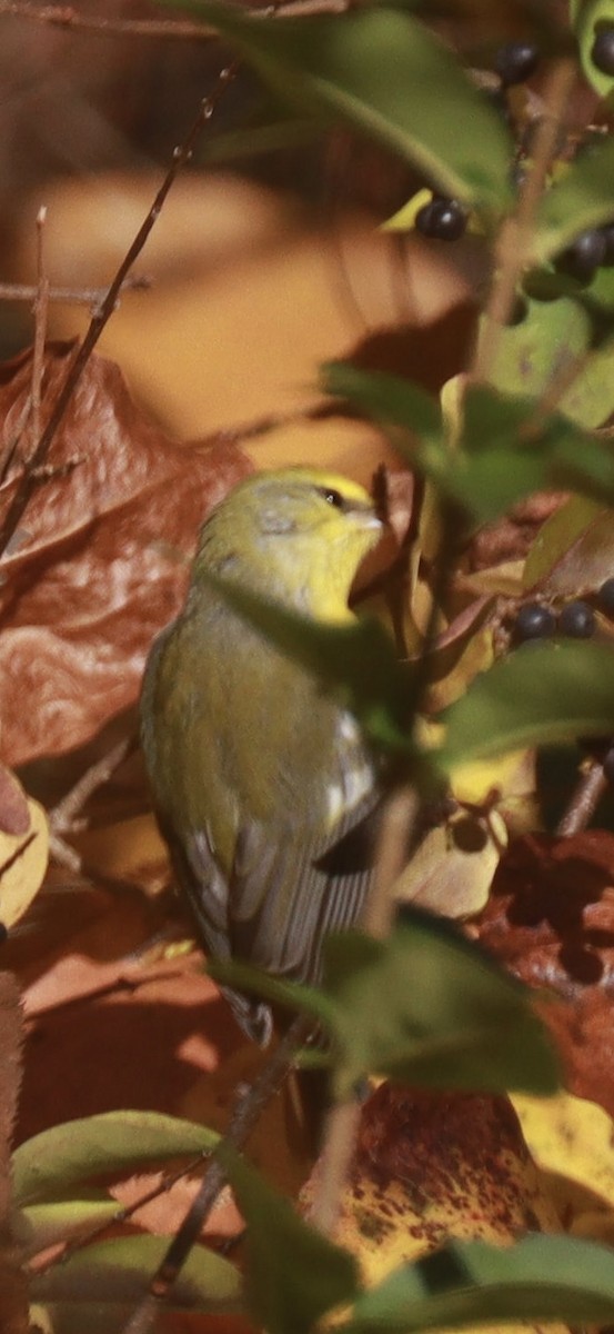 Blue-winged Warbler - ML644032776