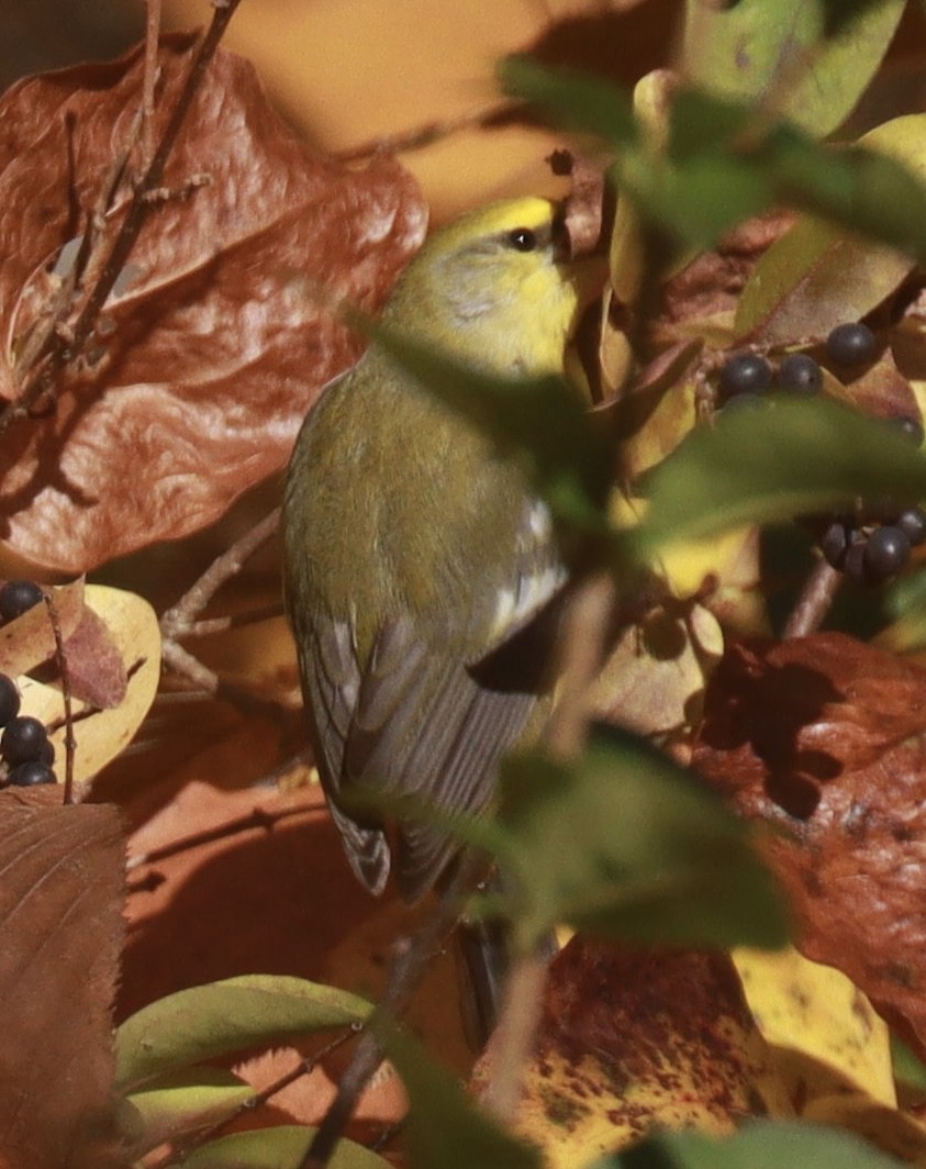 Blue-winged Warbler - ML644032777