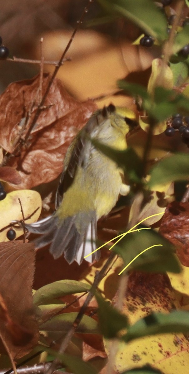 Blue-winged Warbler - ML644032778