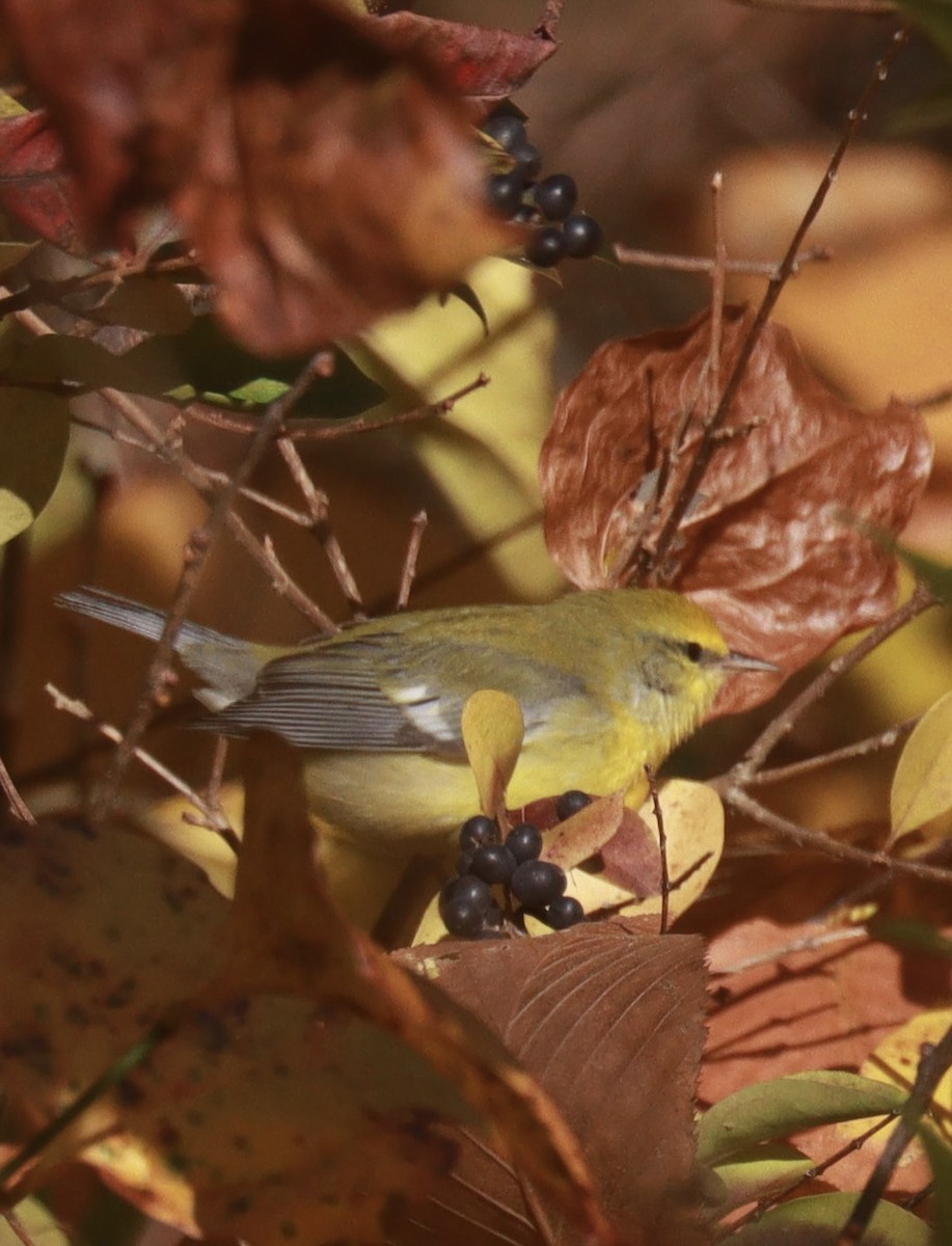 Blue-winged Warbler - ML644032779