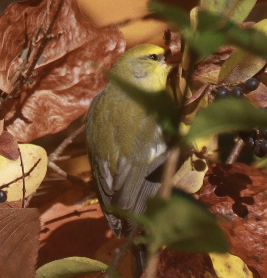 Blue-winged Warbler - ML644032780