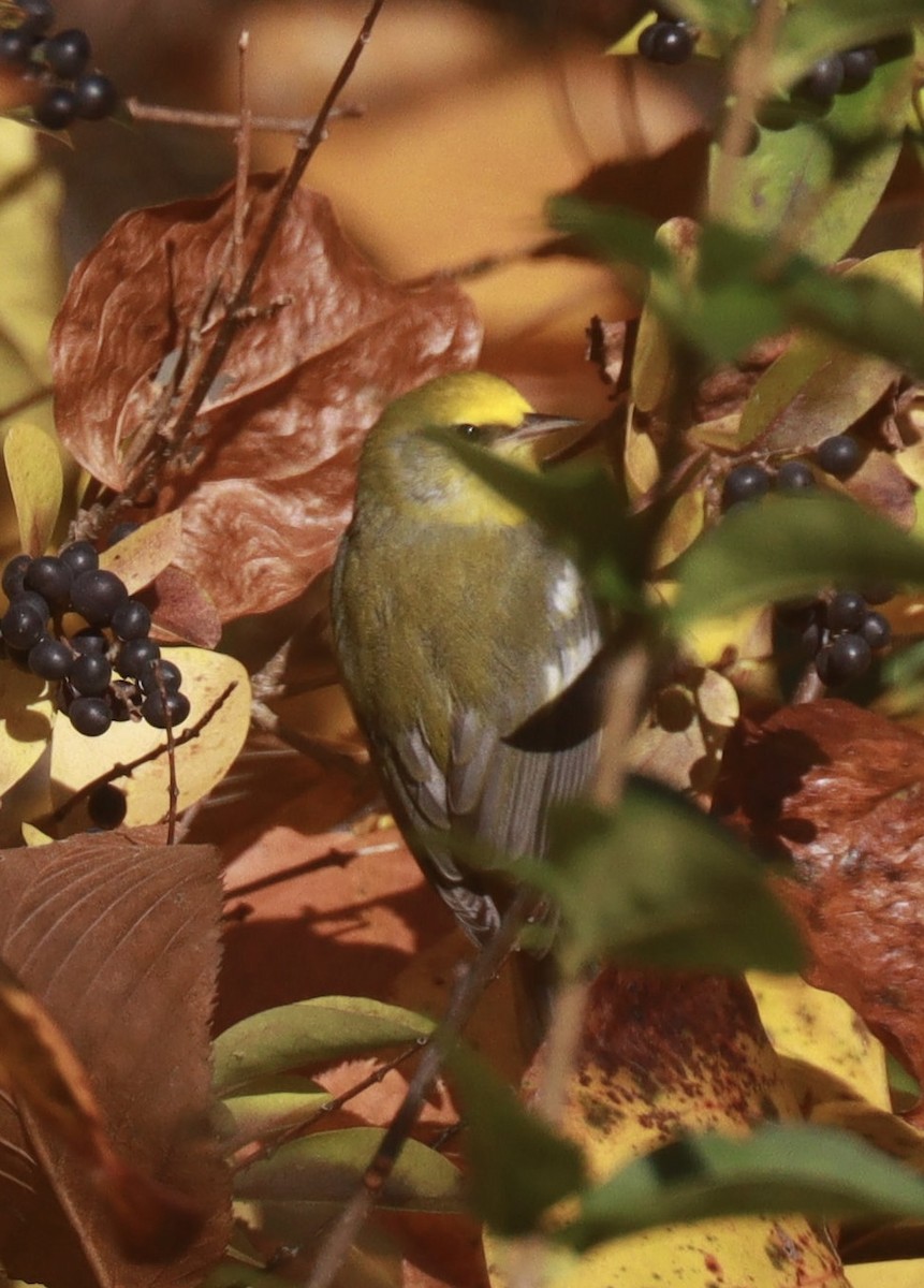 Blue-winged Warbler - ML644032783