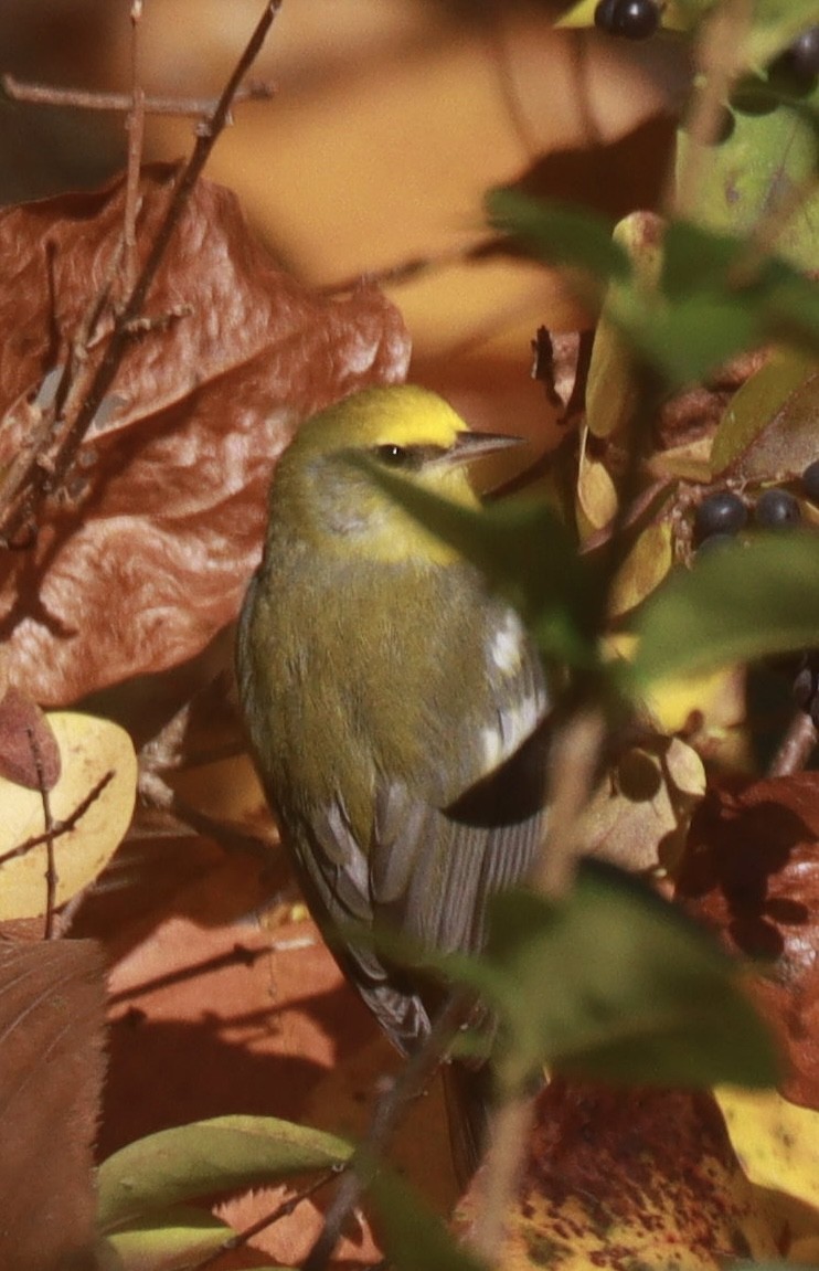 Blue-winged Warbler - ML644032784