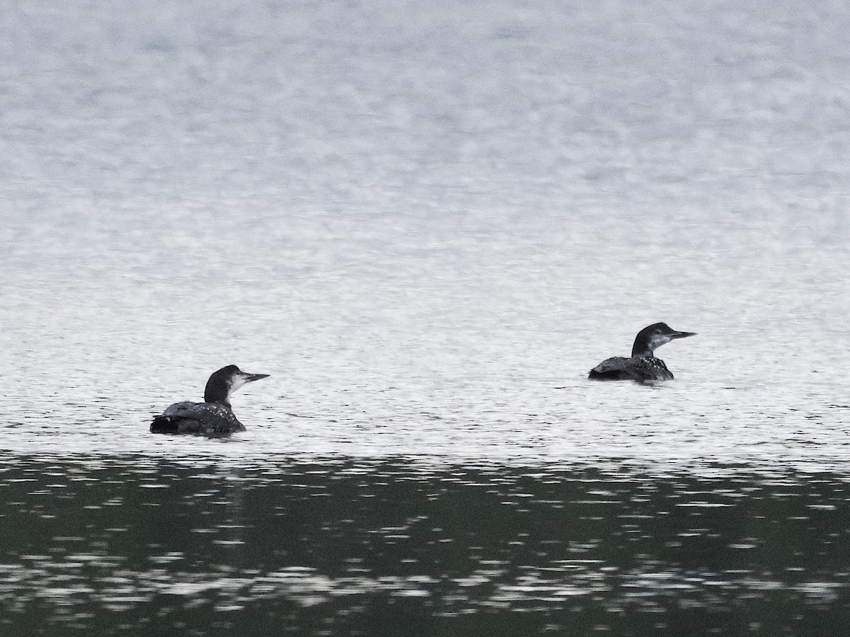 Common Loon - ML644032785