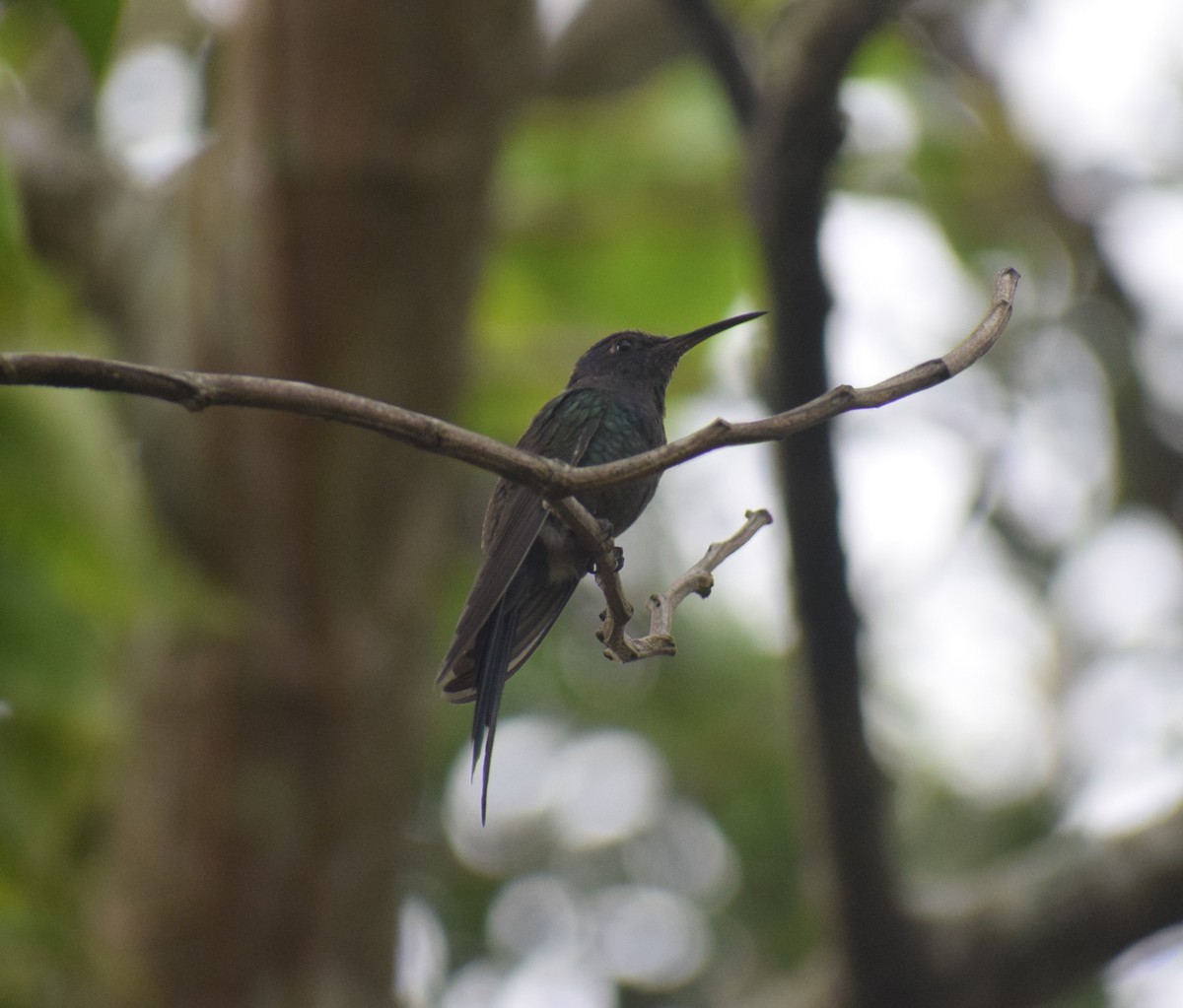 Swallow-tailed Hummingbird - ML644032797