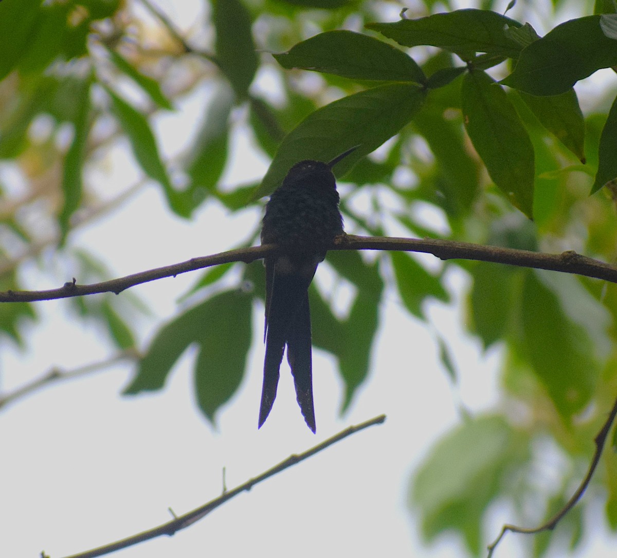 Swallow-tailed Hummingbird - ML644032798