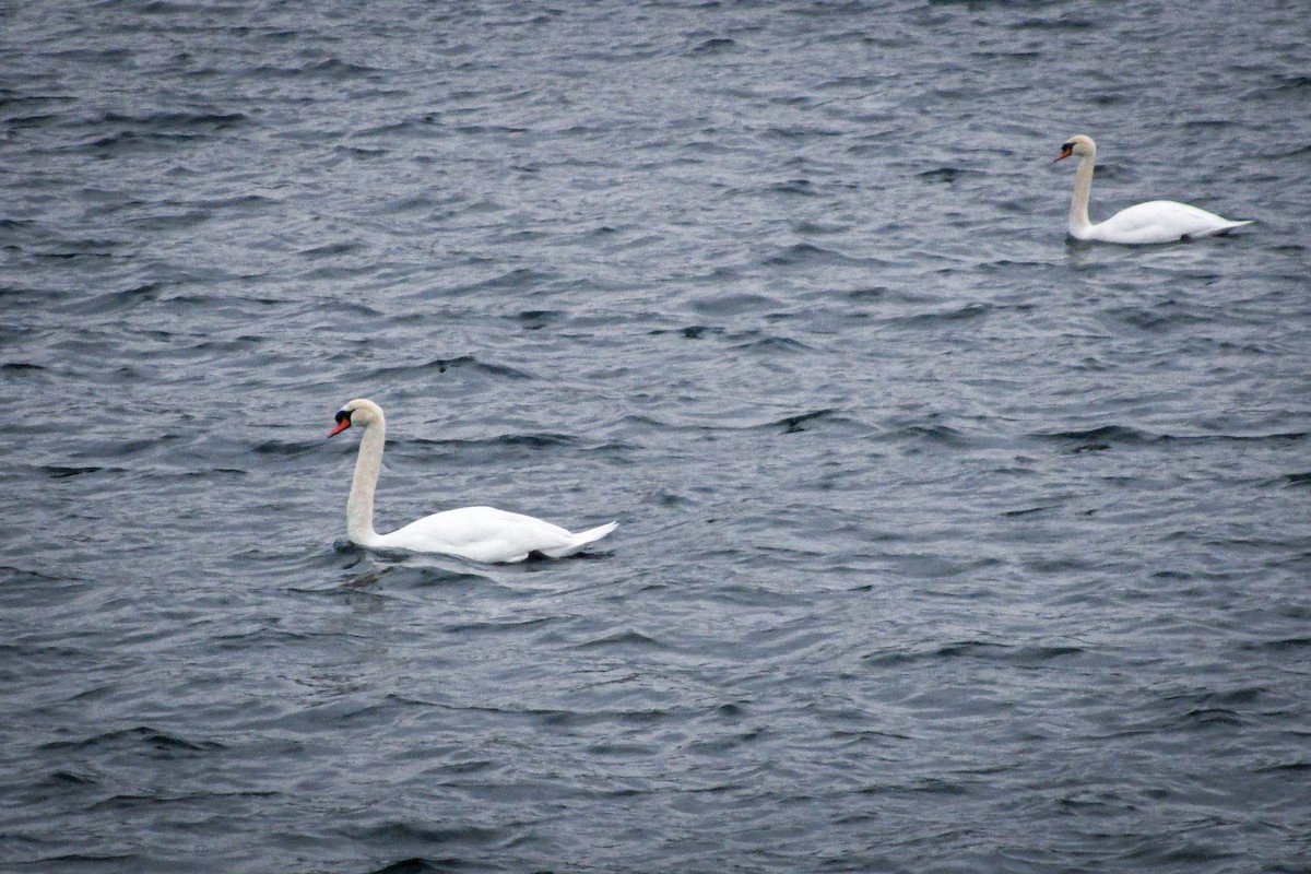 Höckerschwan - ML644032799