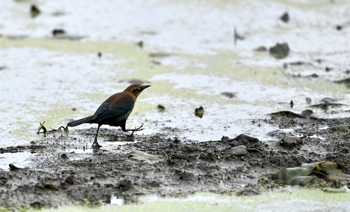 Rusty Blackbird - ML644032803