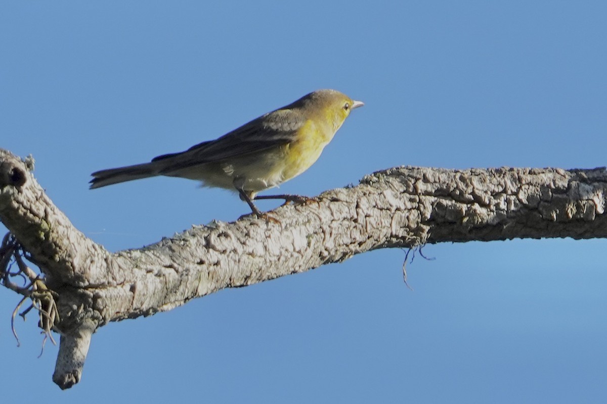 Paruline des pins - ML644032816