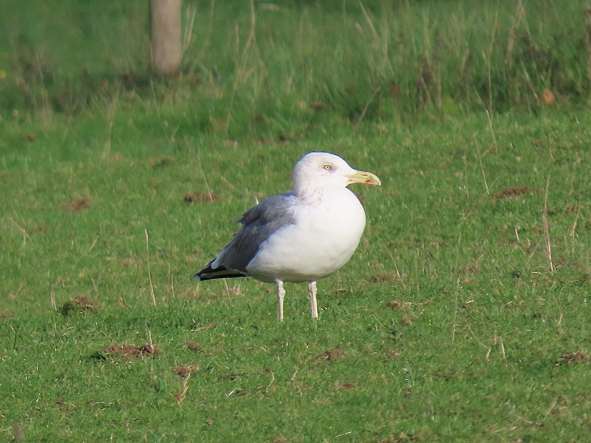 Yellow-legged Gull - ML644032818