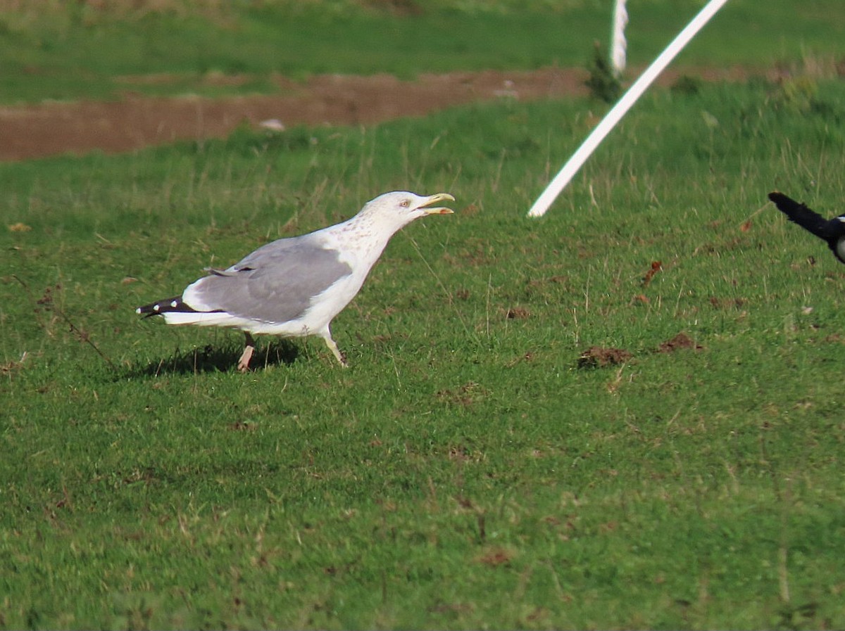 Yellow-legged Gull - ML644032819