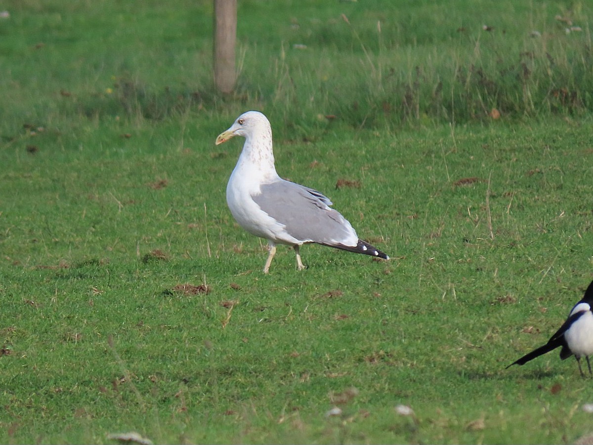 Yellow-legged Gull - ML644032820
