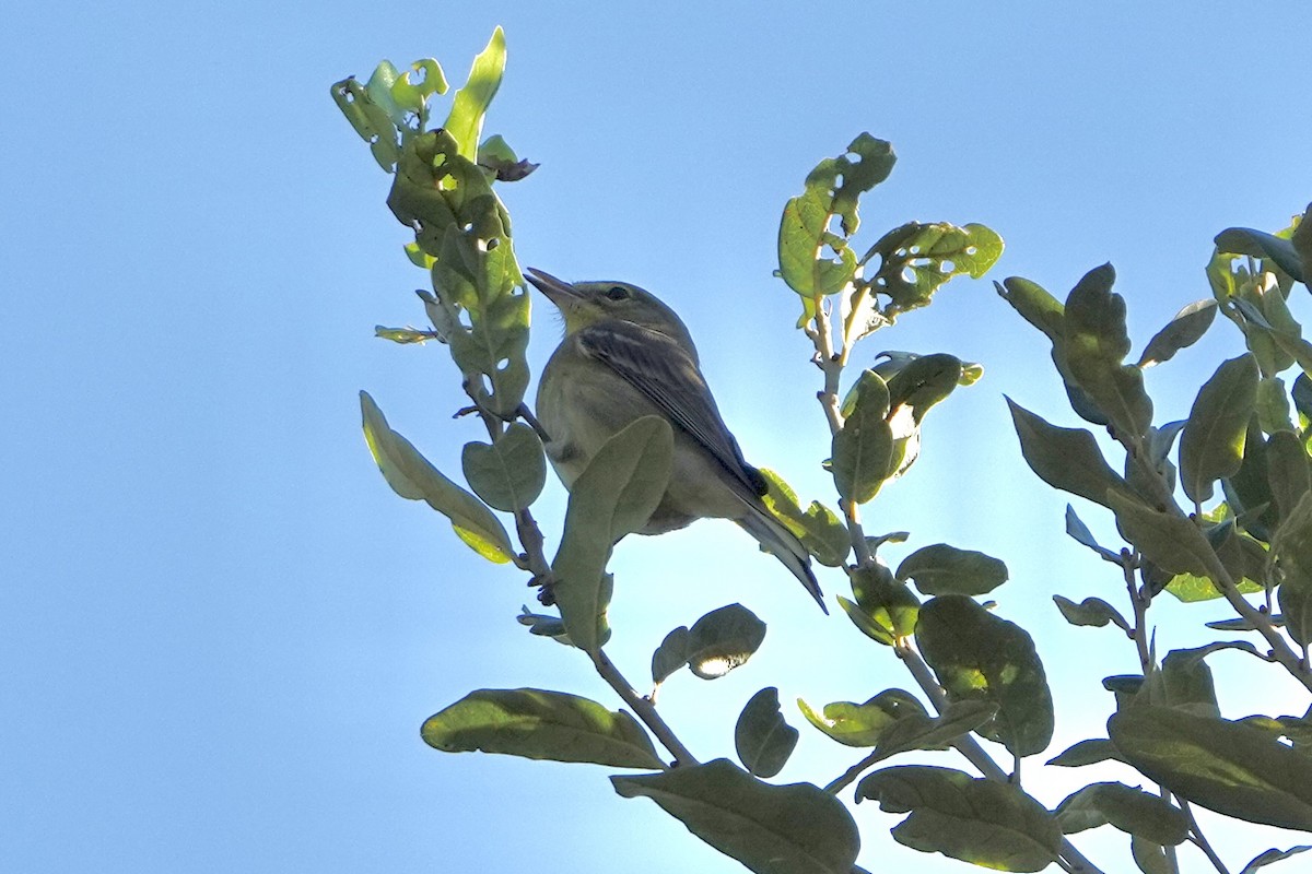 Paruline des pins - ML644032823