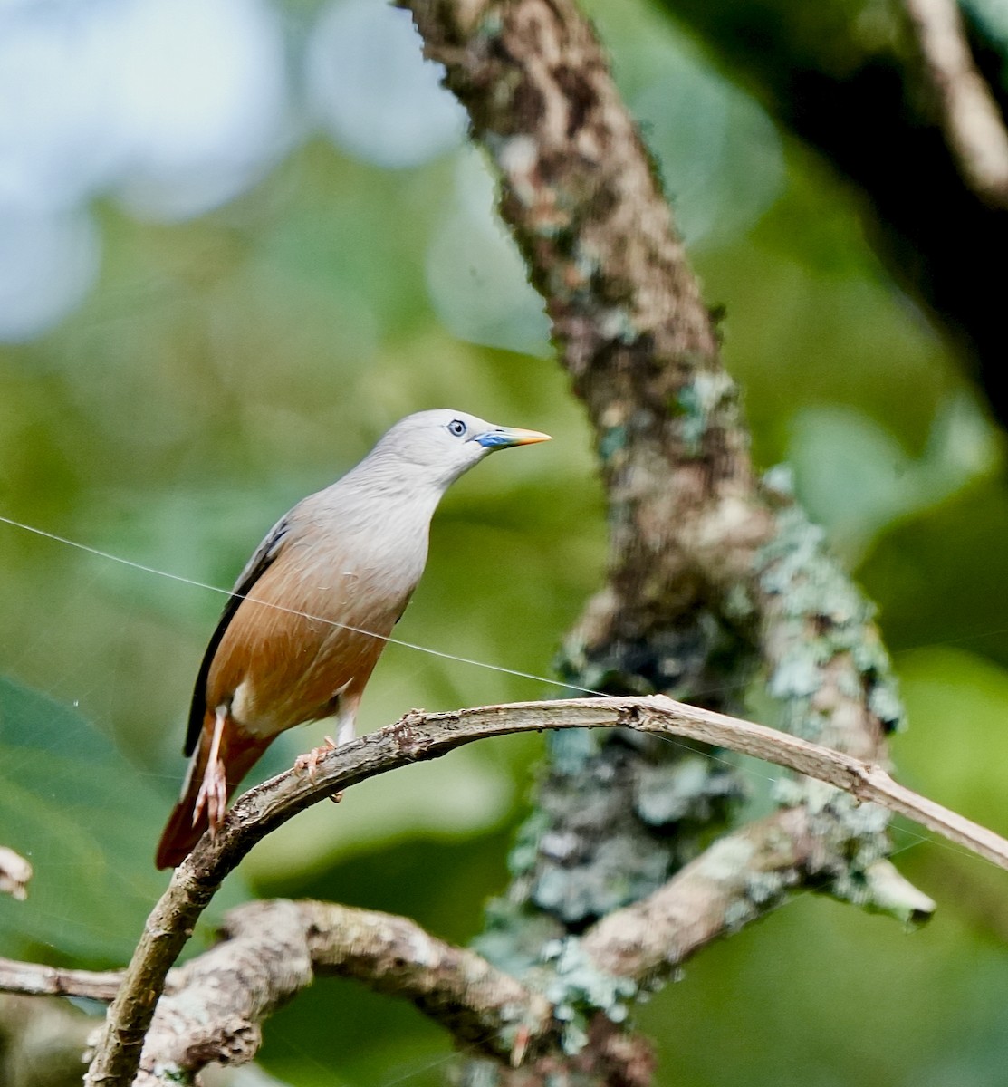 Malabar Starling - ML644032839