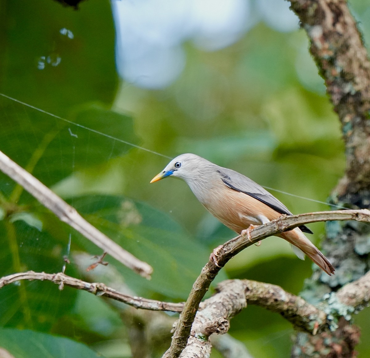 Malabar Starling - ML644032840