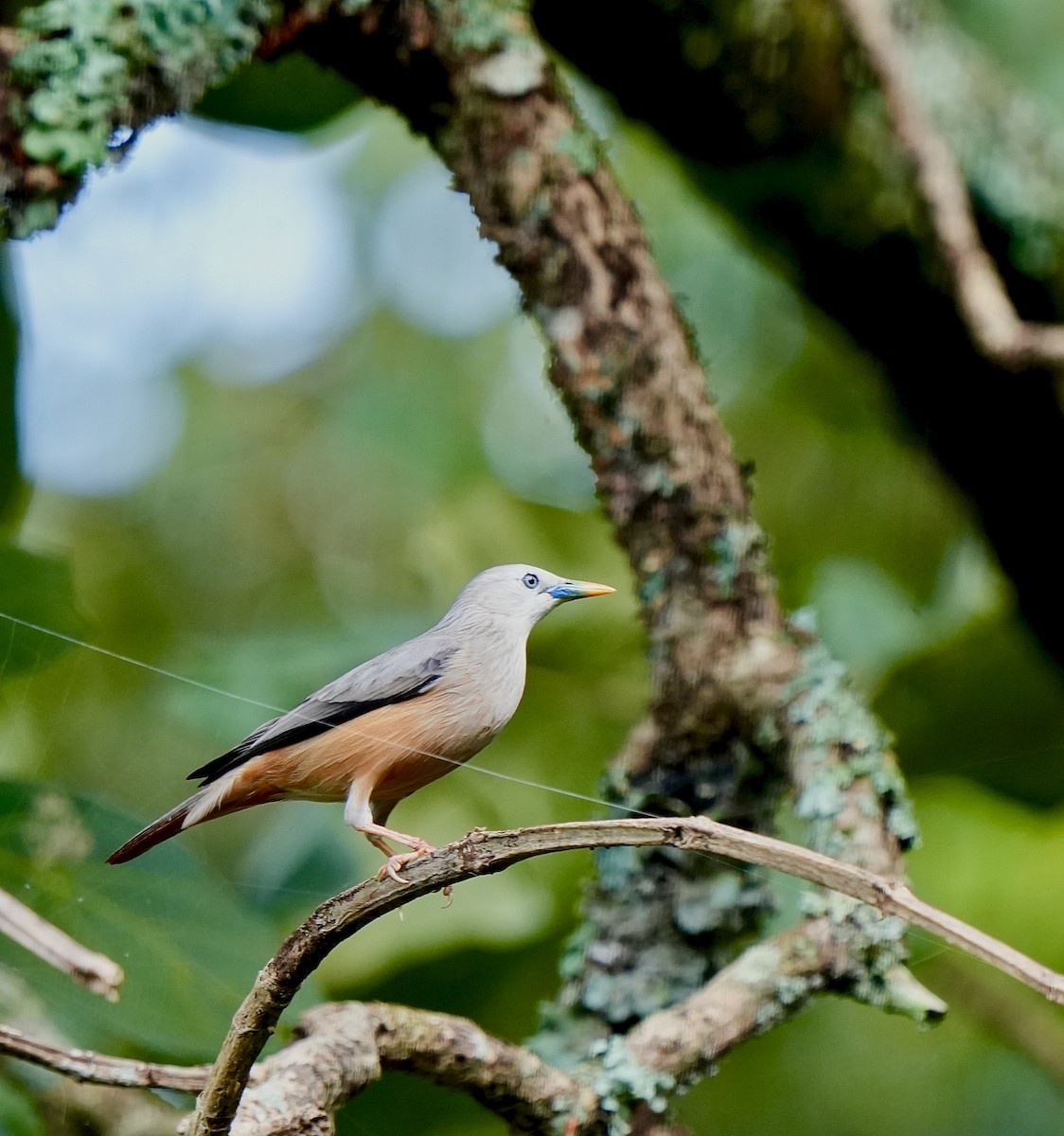 Malabar Starling - ML644032841