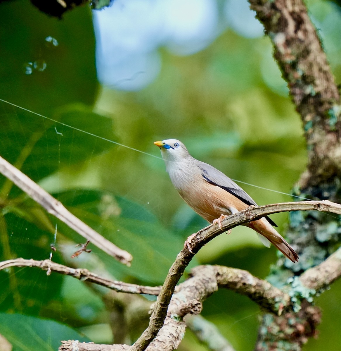 Malabar Starling - ML644032842
