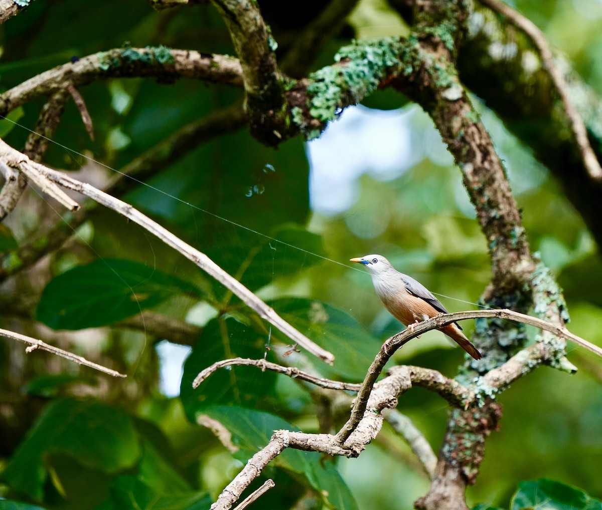 Malabar Starling - ML644032843