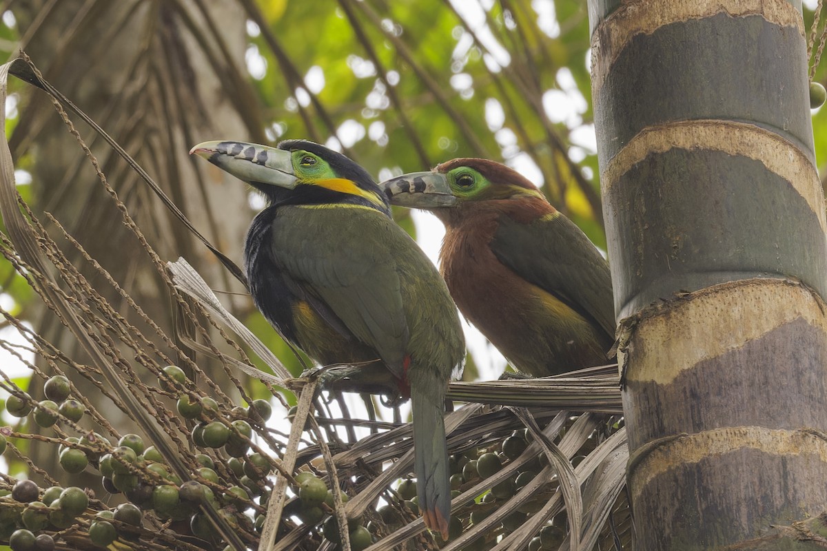 Spot-billed Toucanet - ML644032845