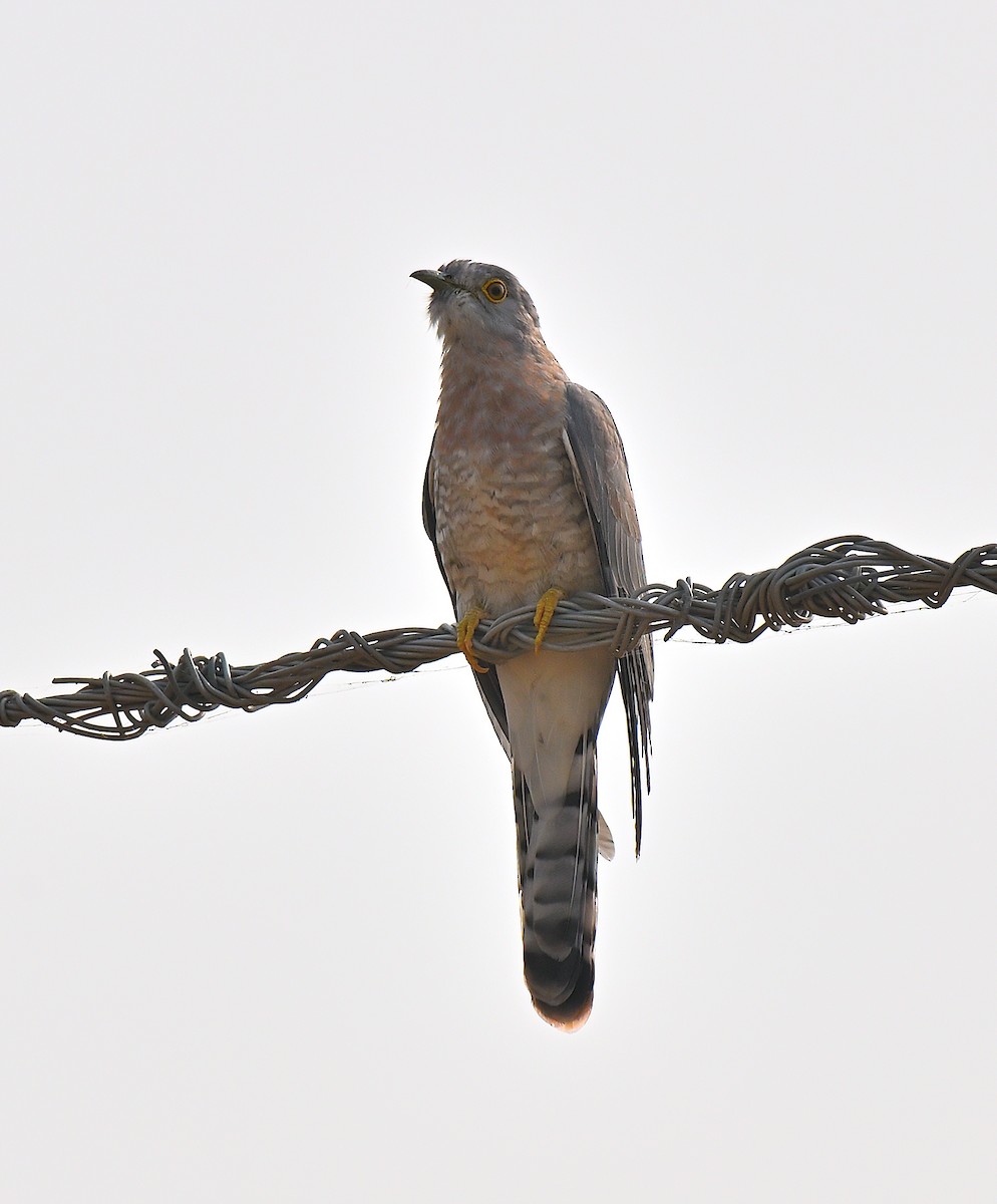 Common Hawk-Cuckoo - ML644032852