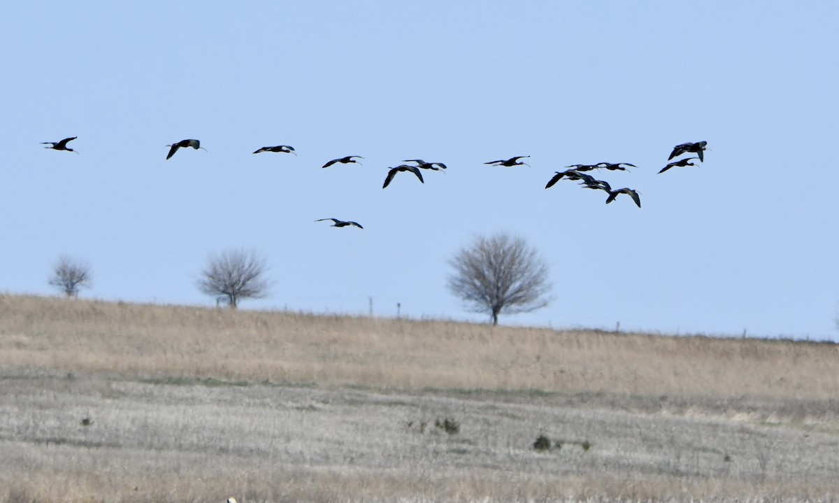 White-faced Ibis - ML644032854